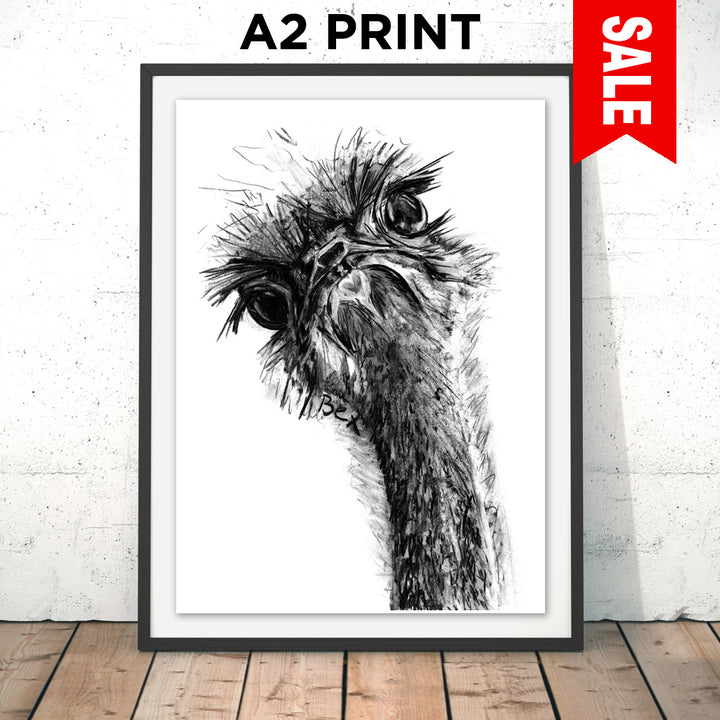 Ostrich A2 PRINT SALE!